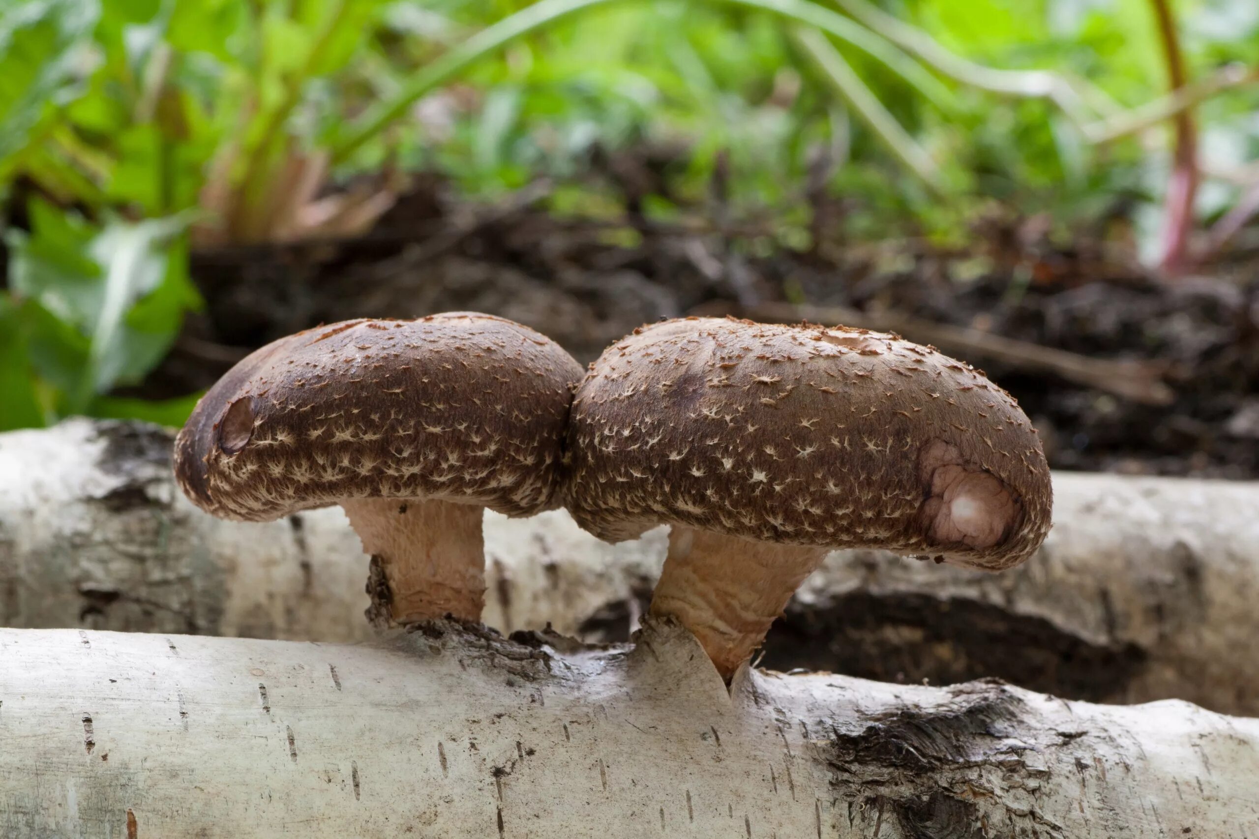 Фото гриба шиитаки. Шиитаке lentinula edodes. шиитаке shiitake (lentinula edodes). грибы типа шиитаке. шиитаке русское название гриба.