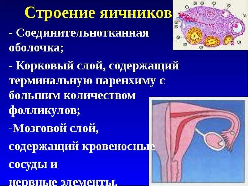 Укажите одну из функций которую выполняет яичник. Яичники расположение строение функции. строение яичника. яичник анатомия. строение строение яичников.