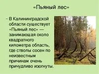 Русский лес кратко