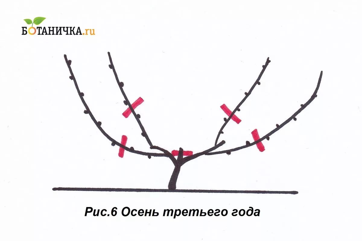 Обрезка винограда средней полосы