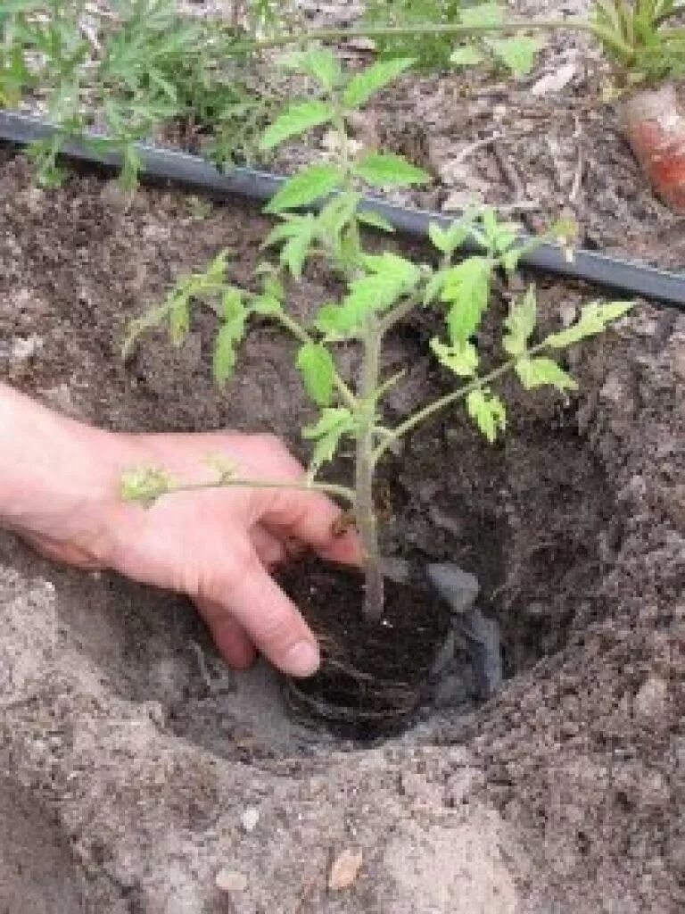 В лунку при высадке томатов. Посадка помидор. Лунки для томатов. Томаты удобрения в лунку. Лунки для рассады помидор.