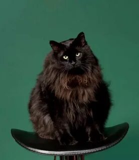 Черный сибирский кот