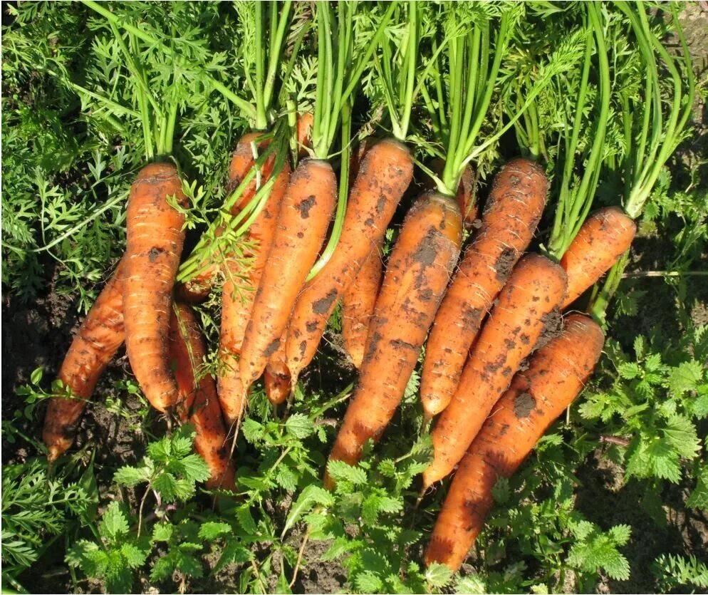 Какую почву любит морковь. Морковь сорта Леандр. Сорт Зафира морковь. Морковка Нантская. Юкон морковь.