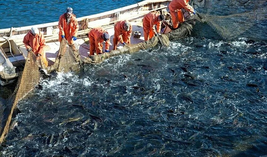 Курильские острова рыболовство. Рыбная промышленность Сахалина. Рыбный промысел Итуруп. Японский ставной невод.