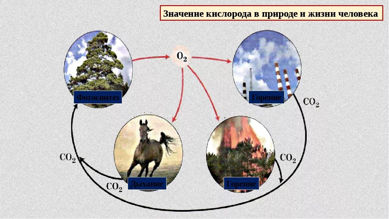 Значение кислорода. Круговорот кислорода в природе. Функции кислорода в природе. Роль кислорода в природе химия. Важную роль накопления кислорода на земле сыграли