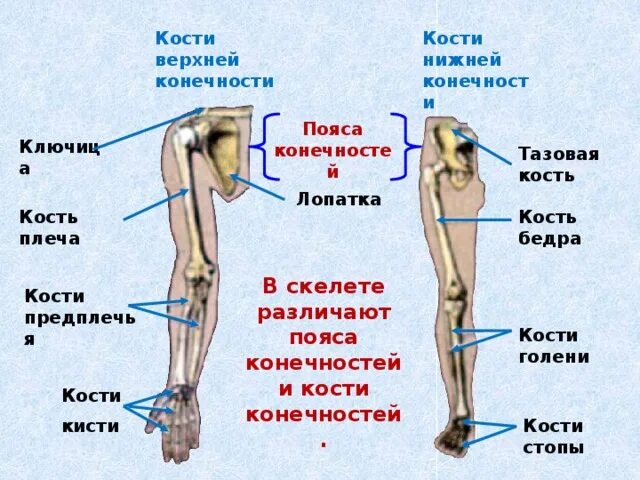 Кости голени соединения. Кости поясов конечностей и свободных верхней и нижней. Кости нижней конечности. Кости пояса нижних конечностей. Строение костей свободной нижней конечности.