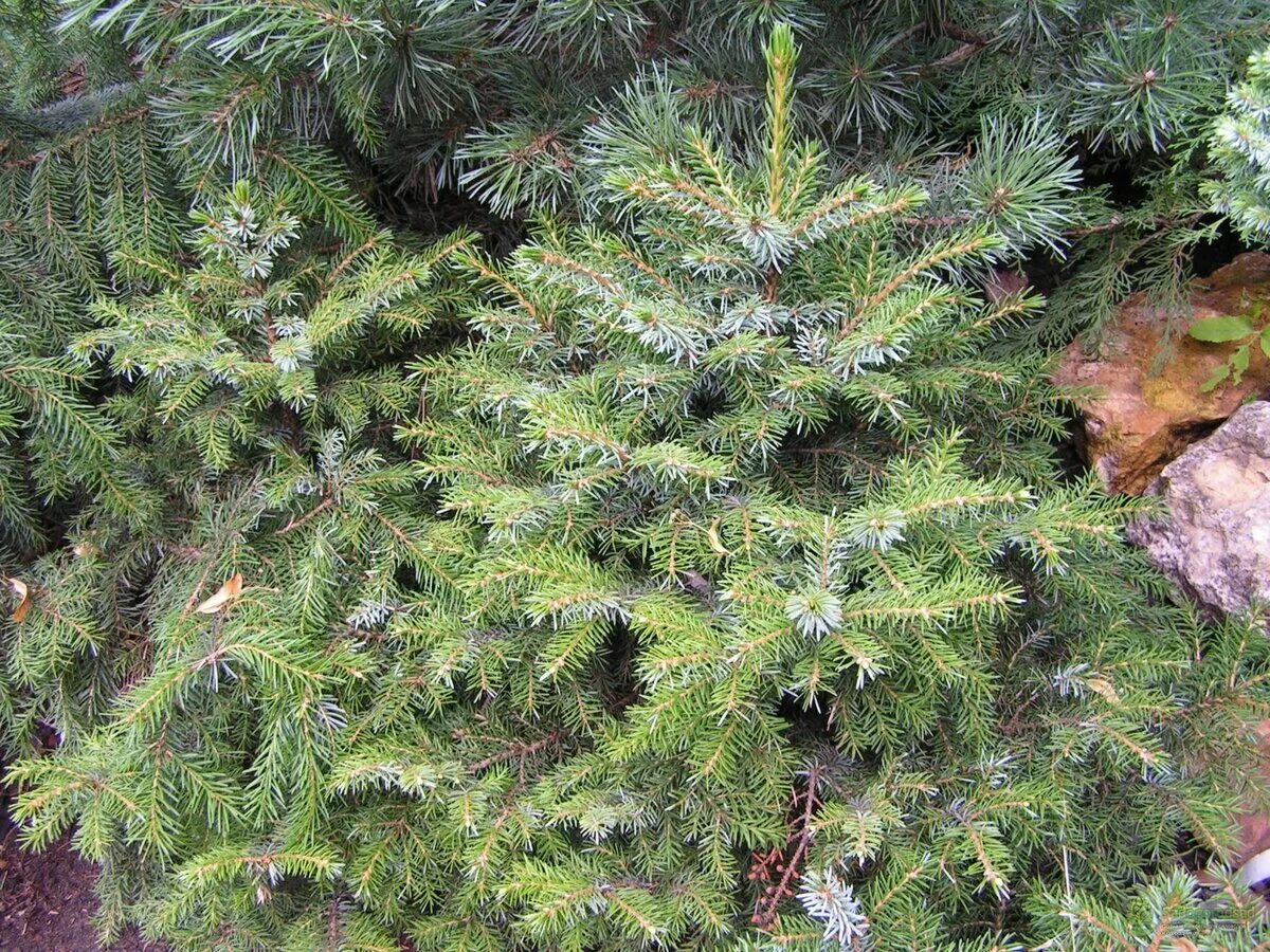 Picea omorika Silberblau. Ель Сербская Zuckerhut.