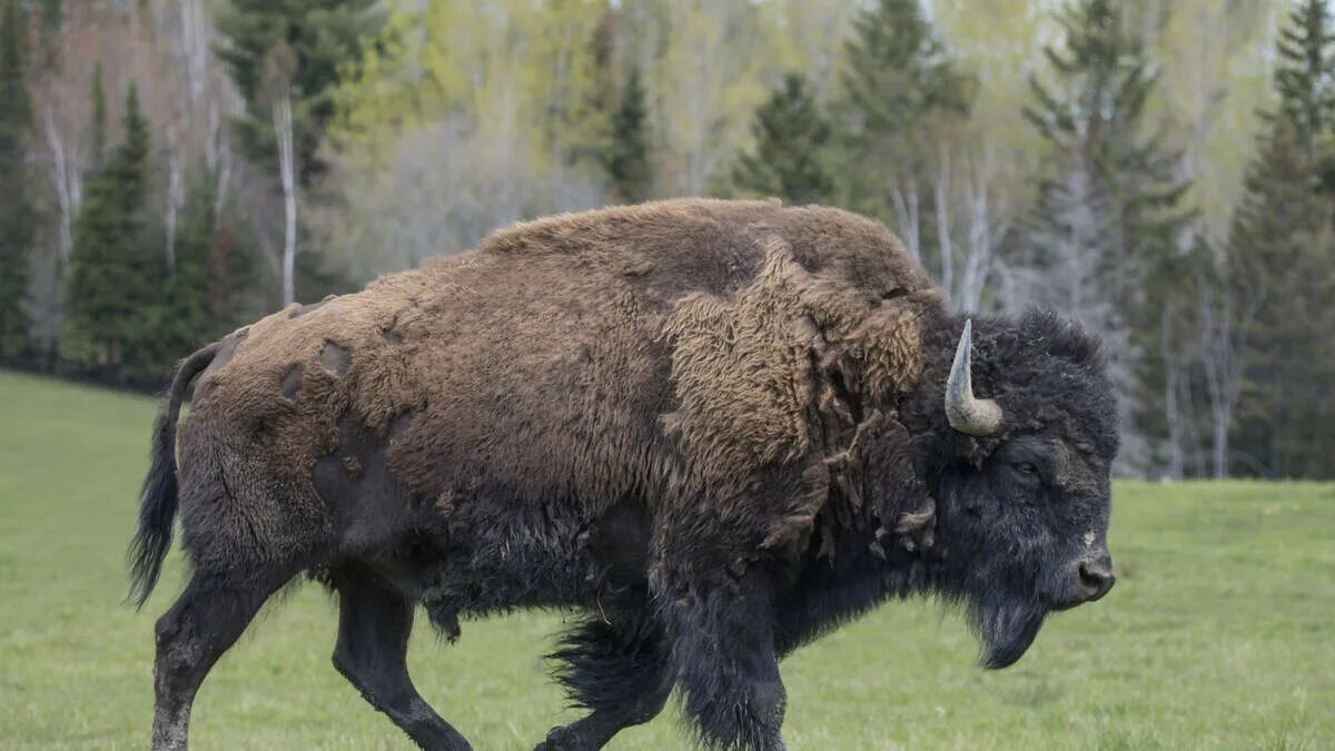 Самое крупное парнокопытное. Американский Бизон. Американский Бизон в Северной Америке. Степной Бизон. Парнокопытные Бизон.