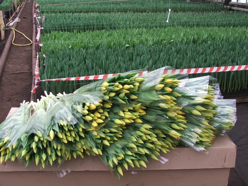 Высокие тюльпаны. Продажа тюльпанов. Тюльпаны оптом пермь. Тюльпаны оптом пермь. Тюльпаны пермь.