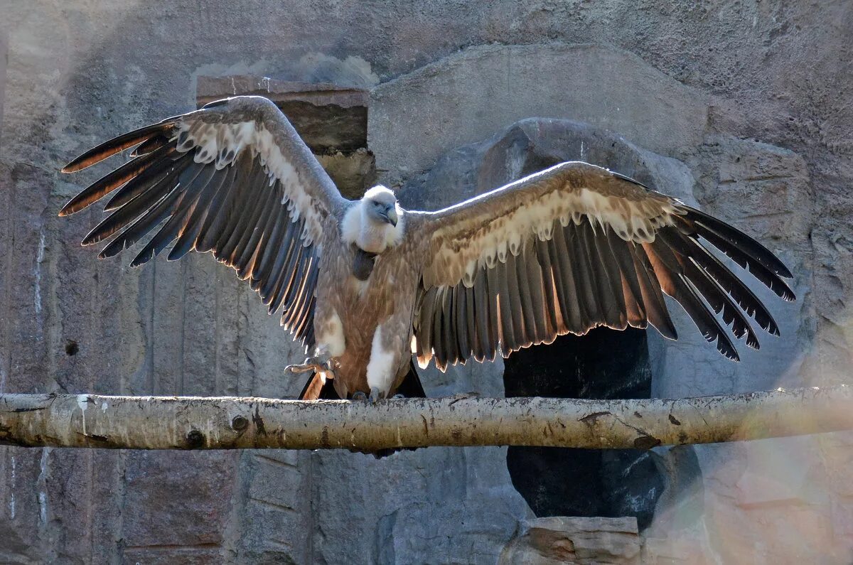 кондор размах крыльев. размах крыльев грифа. андский кондор. черный гриф размах крыльев. андский кондор гарпия.