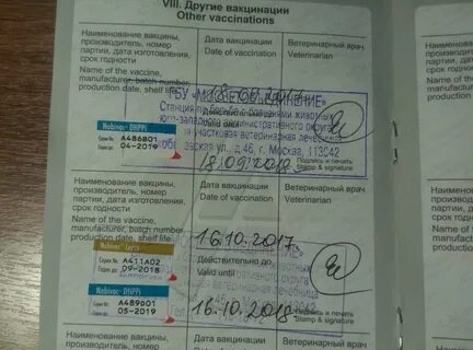 Срок действия прививок