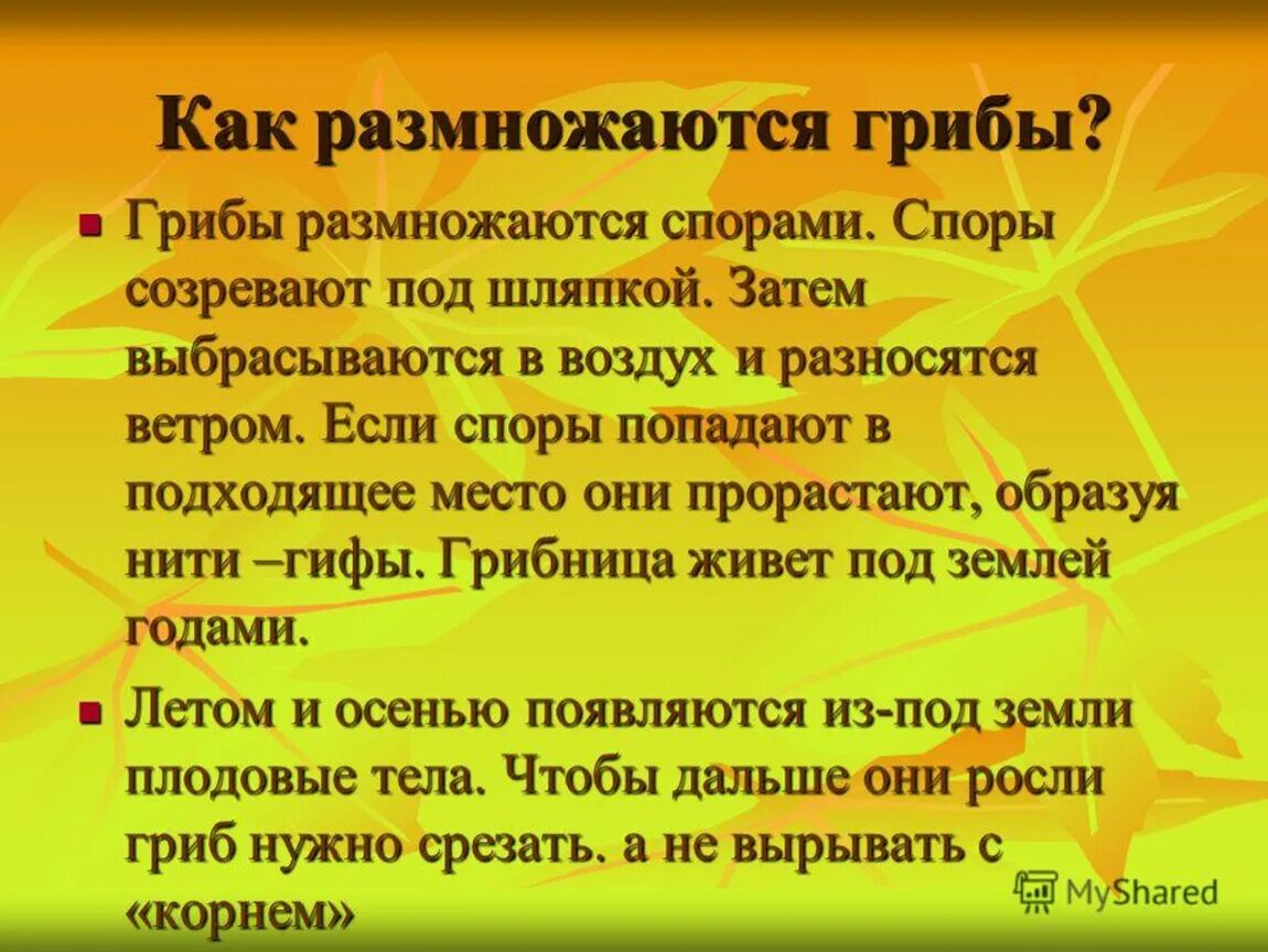 У грибов есть размножение. Как размножаютсягриюы. Огрины как размножаются. Грибы размножаются. Как грибы размножаются и расселяются.