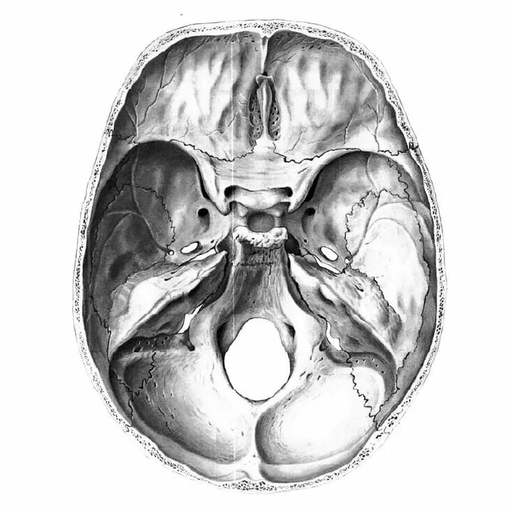 Основание черепа Черепные ямки. Черепные ямки внутреннего основания черепа. Внутреннее основание черепа анатомия ямки. Черепные ямки анатомия внутреннее основание черепа. Мозговое основание черепа