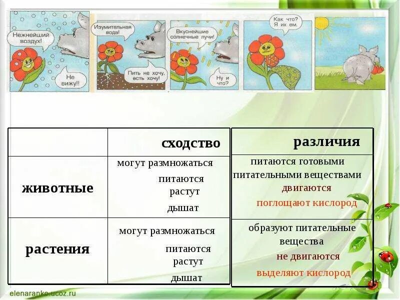 Чем животные отличаются от растений кратко. Отличия животных и растений. Растения и животные различия. Сходства и различия животных и растений. Различия растений и животных таблица.