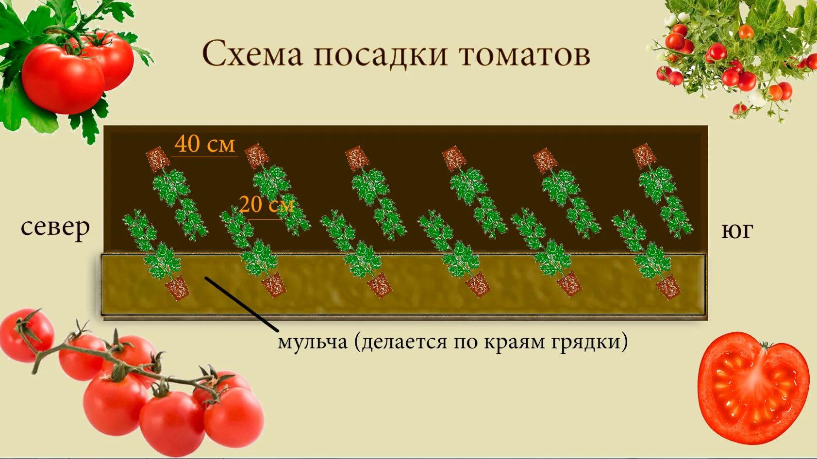 Помидоры сажают на расстоянии друг. Схема высадки томатов в открытом грунте. Схема посадки низкорослых томатов в открытый грунт. Схема высадки в открытый грунт рассады томатов. Схема посадки помидор помидоры в открытый грунт.
