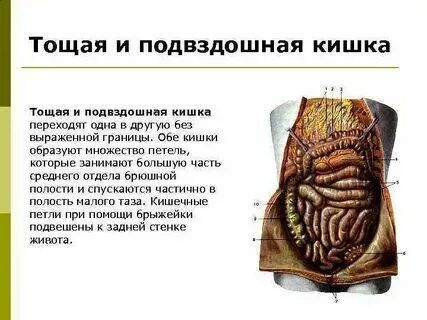 Левая подвздошная кишка