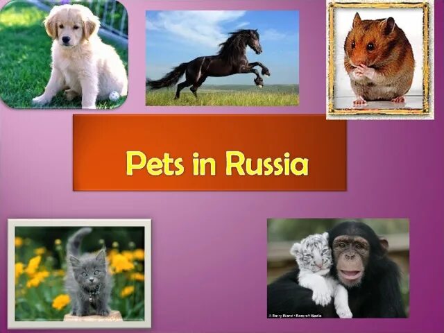 Pets in Russia 2 класс проект. Pets in Russia 3 класс. The most popular Pets in Russia. Pets in russia