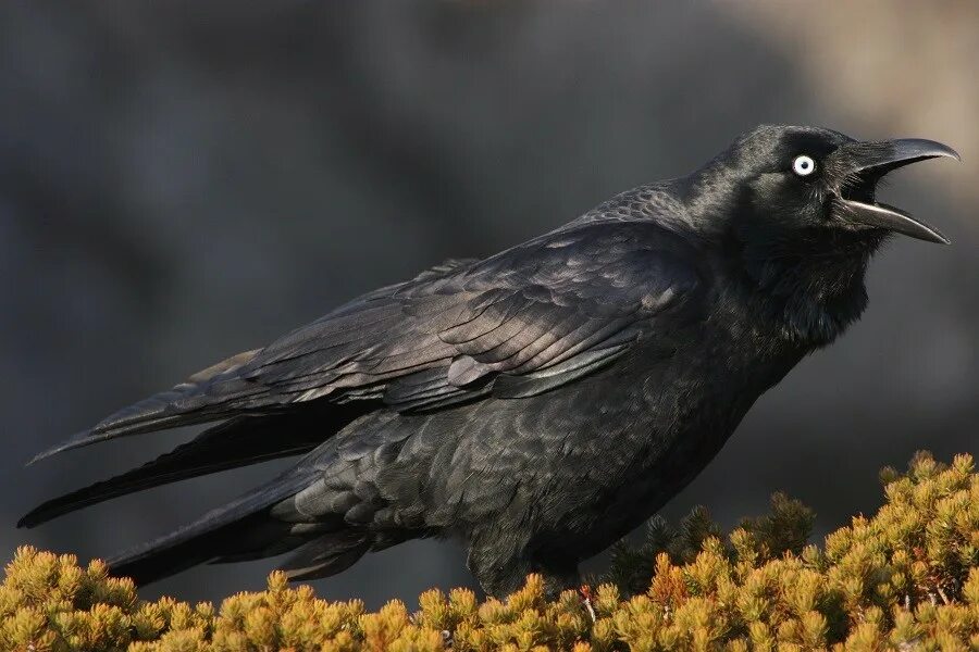 Ворона какой вид. Corvus coronoides. Ворона. Австралийская ворона. Европейская ворона.