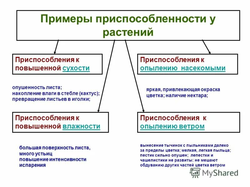 Примеры функциональных приспособительных изменений. Приспособления к повышенной сухости у растений. Римеры приспособлиности. Примеры приспособленности. Формы приспособленности у растений примеры.