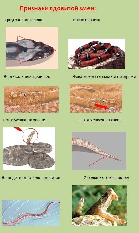 Отличить змею. Отличие ядовитой змеи от неядовитой. Отличия ядовитых змей от неядовиты. Отличительные черты ядовитых змей.