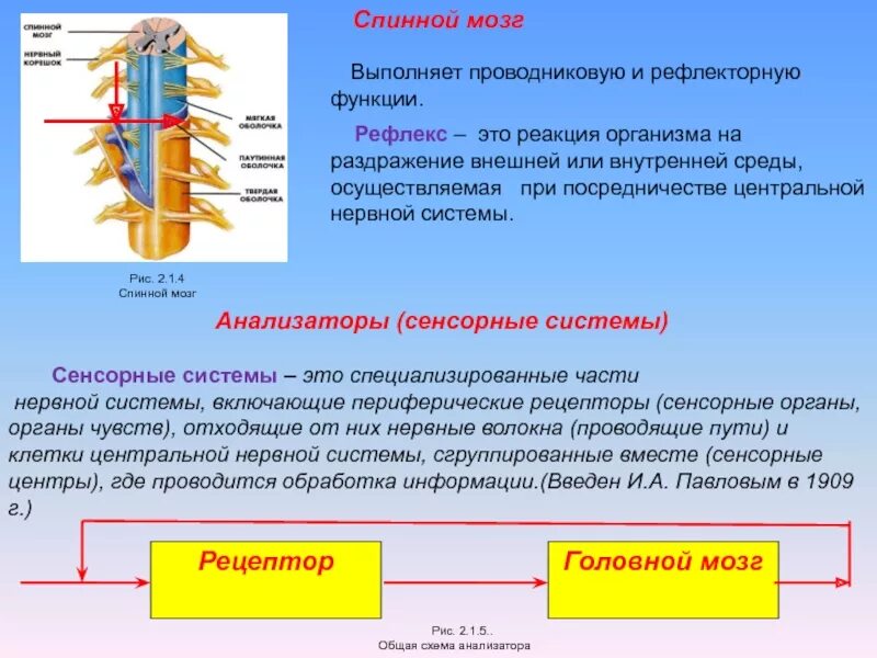 Проводниковая функция спинного мозга осуществляется. Функции и рефлексы спинного мозга. что выполняет рефлекторная функция спинного мозга. спинной мозг выполняет проводящую и рефлекторную функции.. спинной мозг выполняет рефлекторную и проводниковую функции.