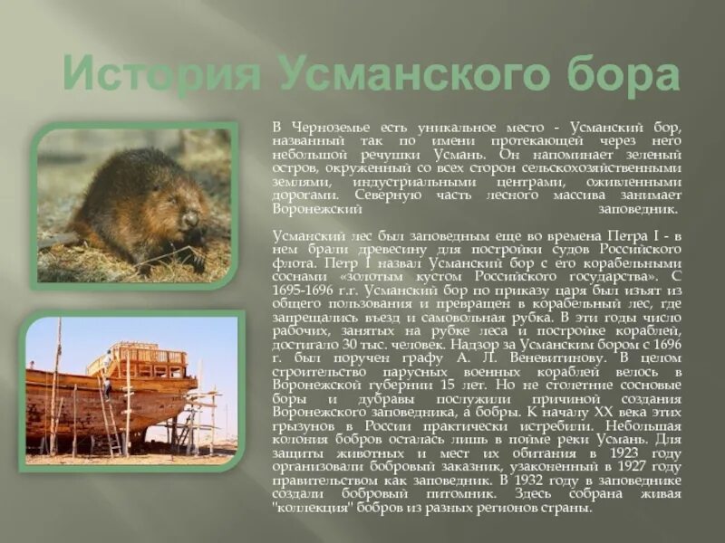 Усманский Бор заповедник. Усманский заповедник Воронежской области. Воронежский заповедник интересные факты. Воронежский заповедник доклад. Почему бор назвали бор