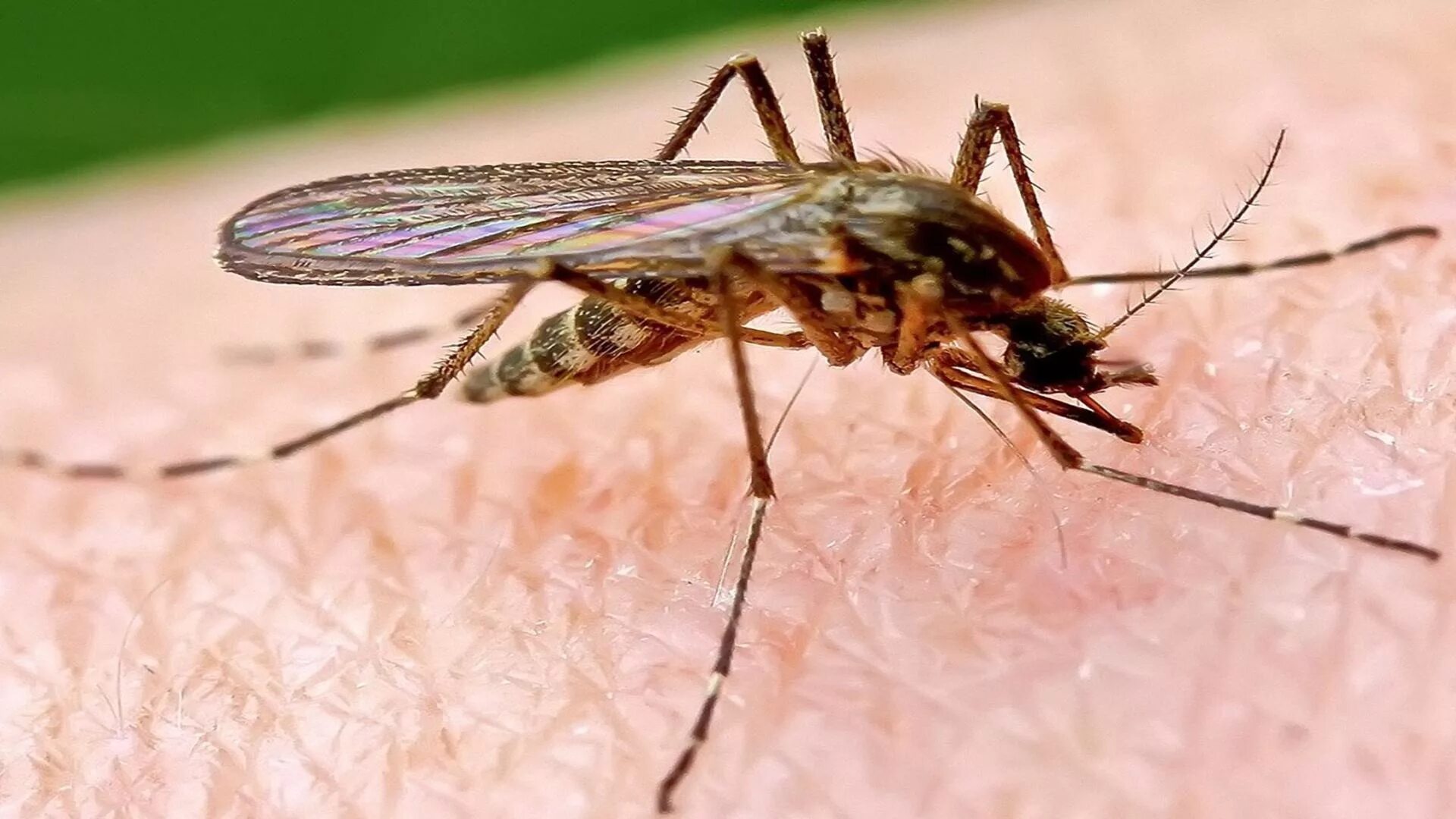 Малярийный комар анофелес. Малярийный Москит. Малярийная кома. Малярийный комар анофелес в России. Комар малярийный комар членистоногие двукрылые