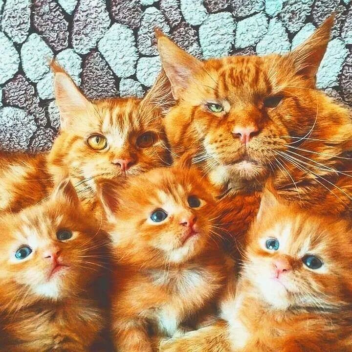 Рыжий кот. Черепаховая кошка. Бразильская короткошерстная кошка рыжая цейлонская. Бывает ли кошек. Рыжий кот домашний.