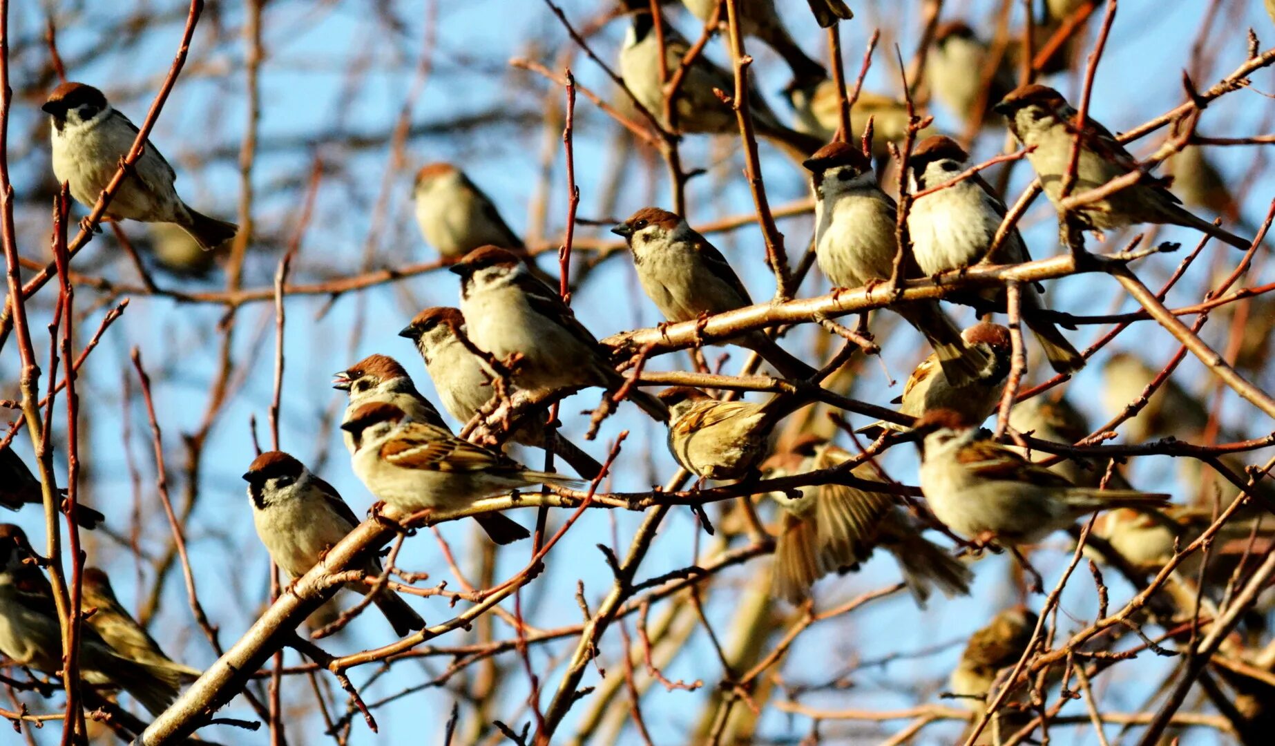 Весенние птицы на дереве. Птицы весной. Городские птицы. Много птиц на ветке.