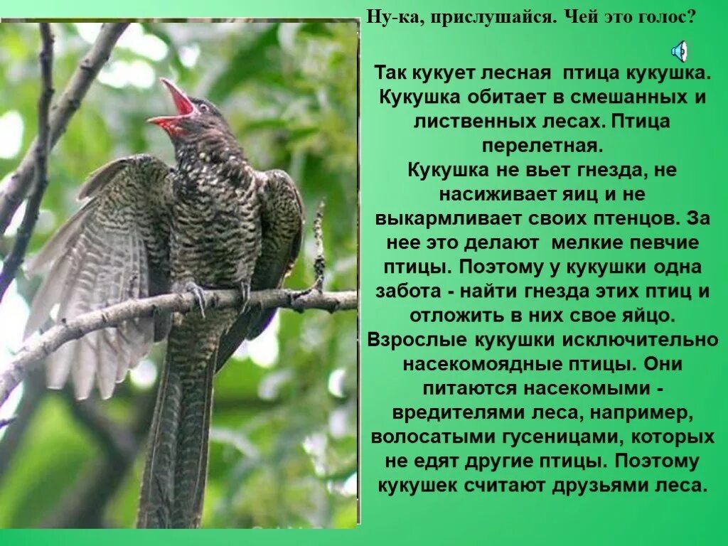 Ключевые слова для характеристики кукушки