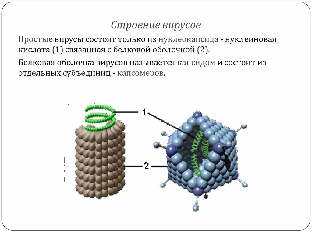 Белковый капсид. Строение простого вируса капсид. Простые и сложные вирусы. Вирус состоит. Строение нуклеокапсида.