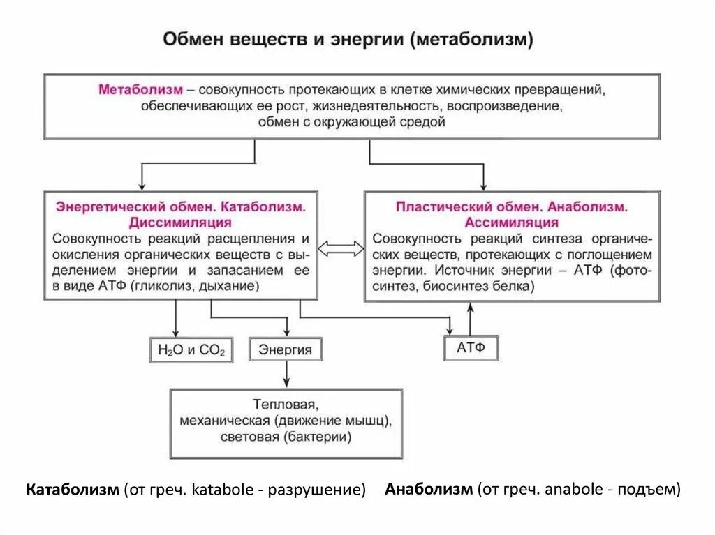 Обмен веществ таблица