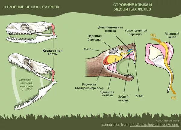 Легкие у змей. Строение челюсти неядовитой змеи. Строение челюсти питона. Гадюка строение челюсти. Строение головы ядовитой змеи.