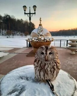 Филин дома