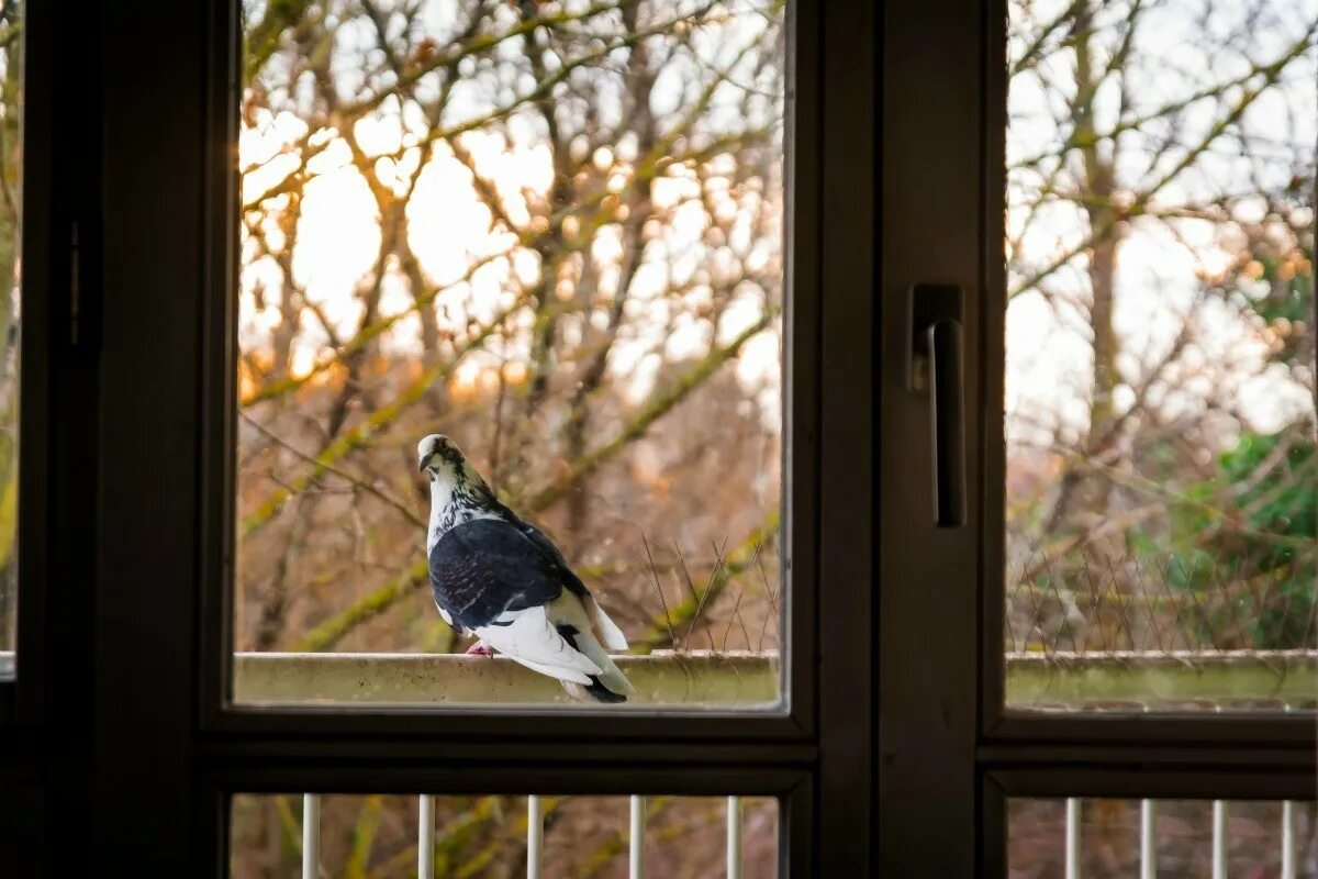 Птичка садится на окошко. Птица на подоконнике. Птицы за окном. Голубь на подоконнике. Птицы на окна.