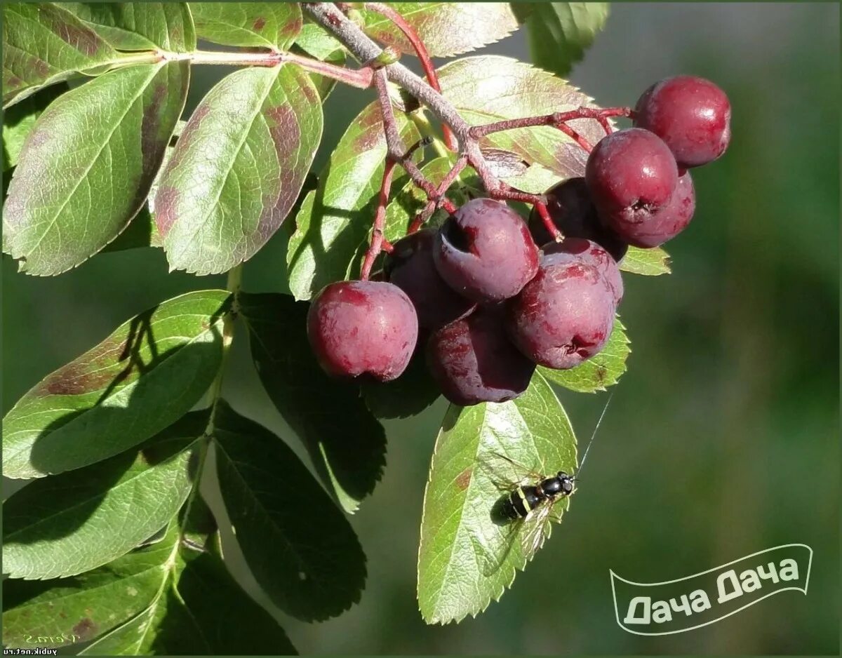 Рябина обыкновенная Гранатная. Рябина `Гранатная`, Sorbus `Granatnaja`. Рябина гибридная "Гранатная" (Sorbus х "Granatnaja" Финляндия). Рябина Гранатная рябина Гранатная.