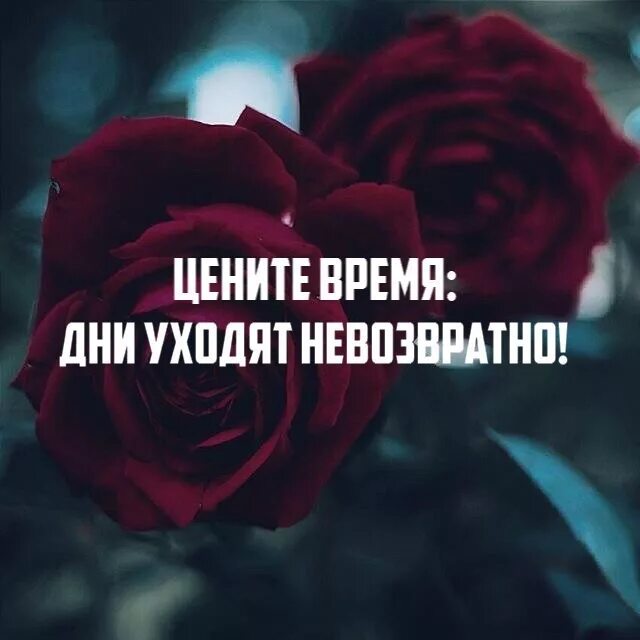 Ценить каждый момент жизни цитаты. Цените каждый момент. Цените жизнь. Цените каждую моменту. Афоризмы жизненные ценности.