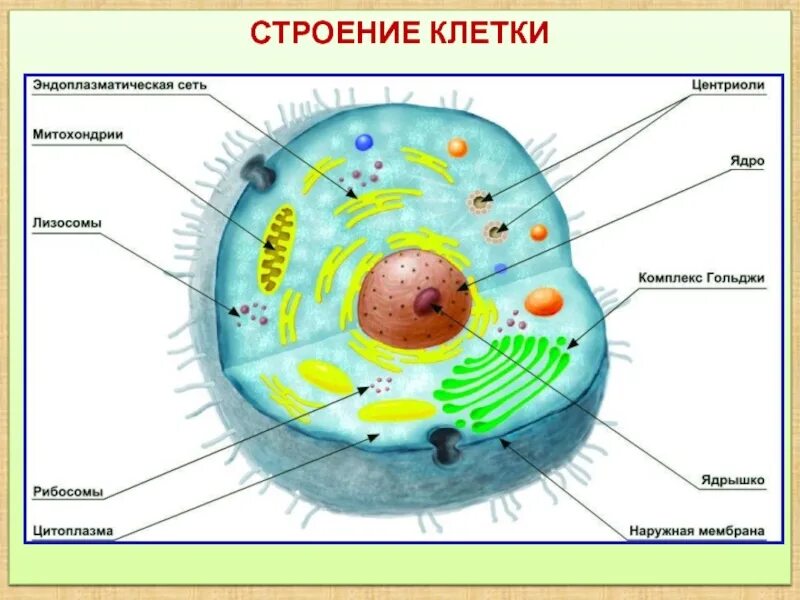 Основные части клетки анатомия. Биология строение клеточного ядра. Строение ядра клетки животного. Строение клетки человека рисунок.
