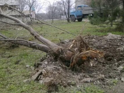 Кто выкорчевывает бузину