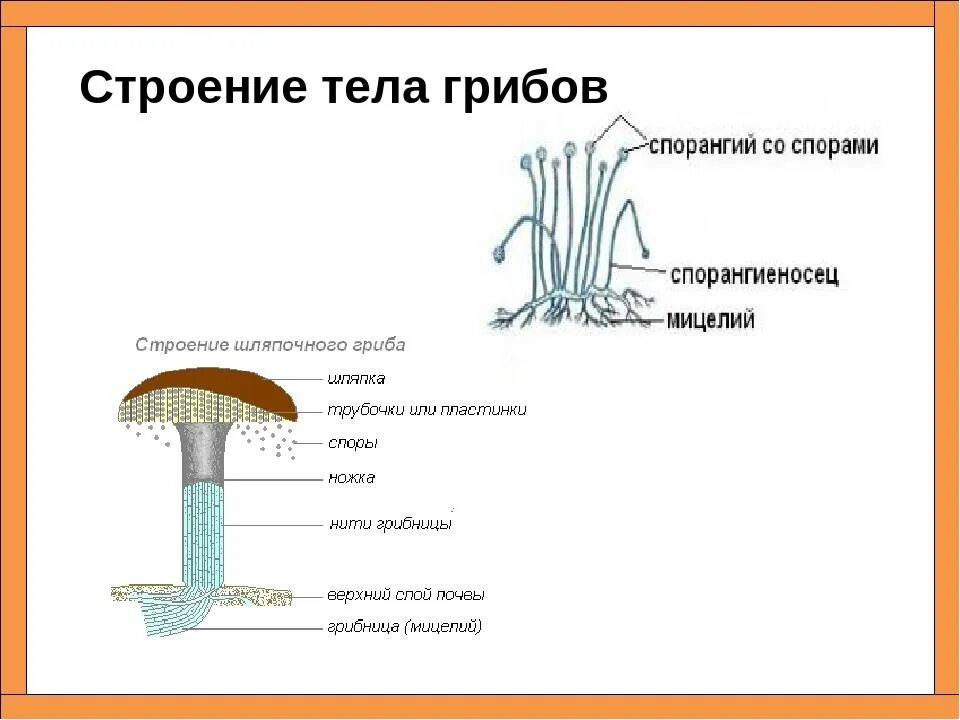 Изучение строения плодовых тел шляпочного гриба. Строение гриба 5 класс биология. строение шляпочного гриба 5.