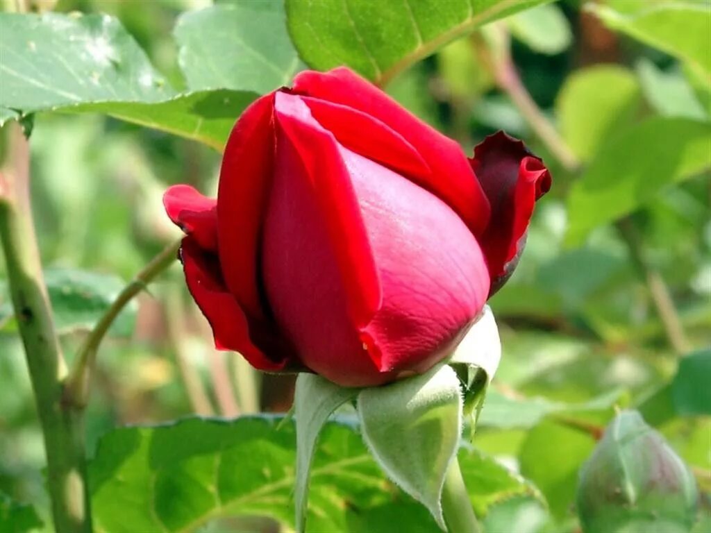 Scarlet letter схемы вышивки. алые 4 буквы. алые 4 буквы. парусник крузенштерн алые паруса. алые 4 буквы.