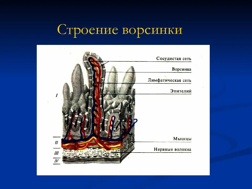 Схема строения ворсинки тонкой кишки. Строение ворсинки тонкого кишечника. Ворсинки тонкого кишечника анатомия. Строение кишечной ворсинки анатомия. Кишечные ворсинки характерны для