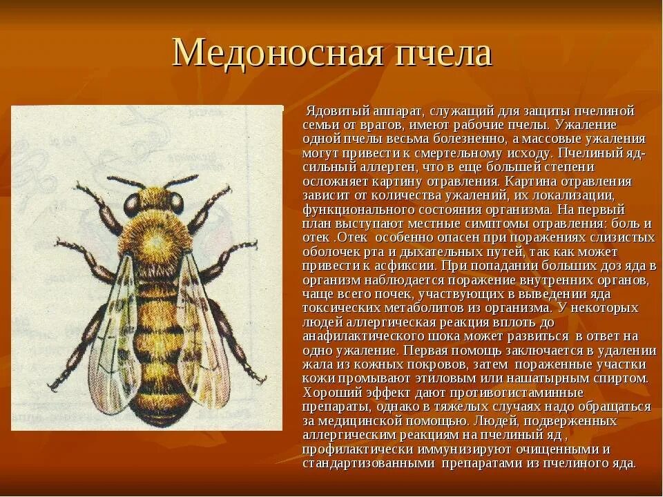 Медоносная пчела пчелиная семья. Характеристика медоносной пчелы. Пчела медоносная описание. Медоносная пчела сообщение. Окраска тела пчелы