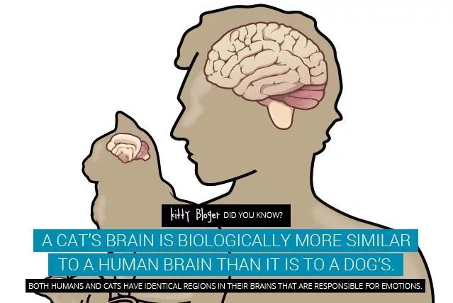 Мозг кошки. Мозг кошки и мозг человека. Мозг кошки и человека сравнение.