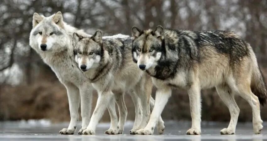 By Micha Röder Wolf dog, Wolf spirit animal, Wolf photos