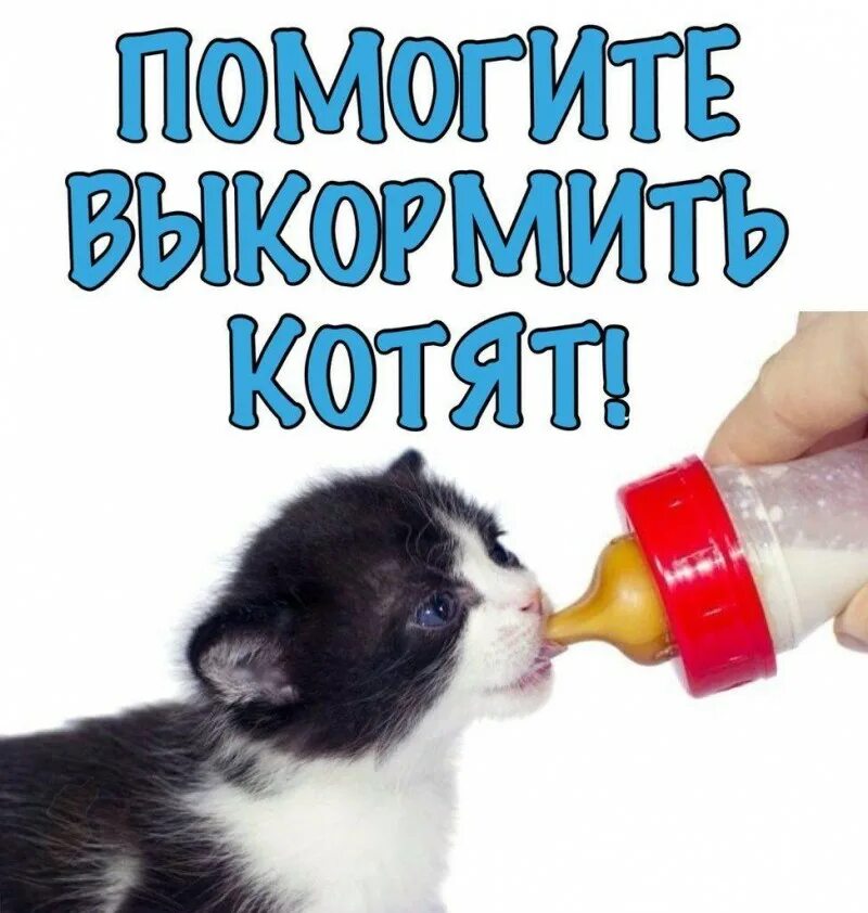 Помогли кошкам. Котятам нужна помощь. Помогите кормом для котят. Помогите выкормить котят. Нужна кормящая кошка.