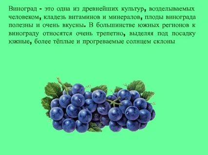 Виноград класс