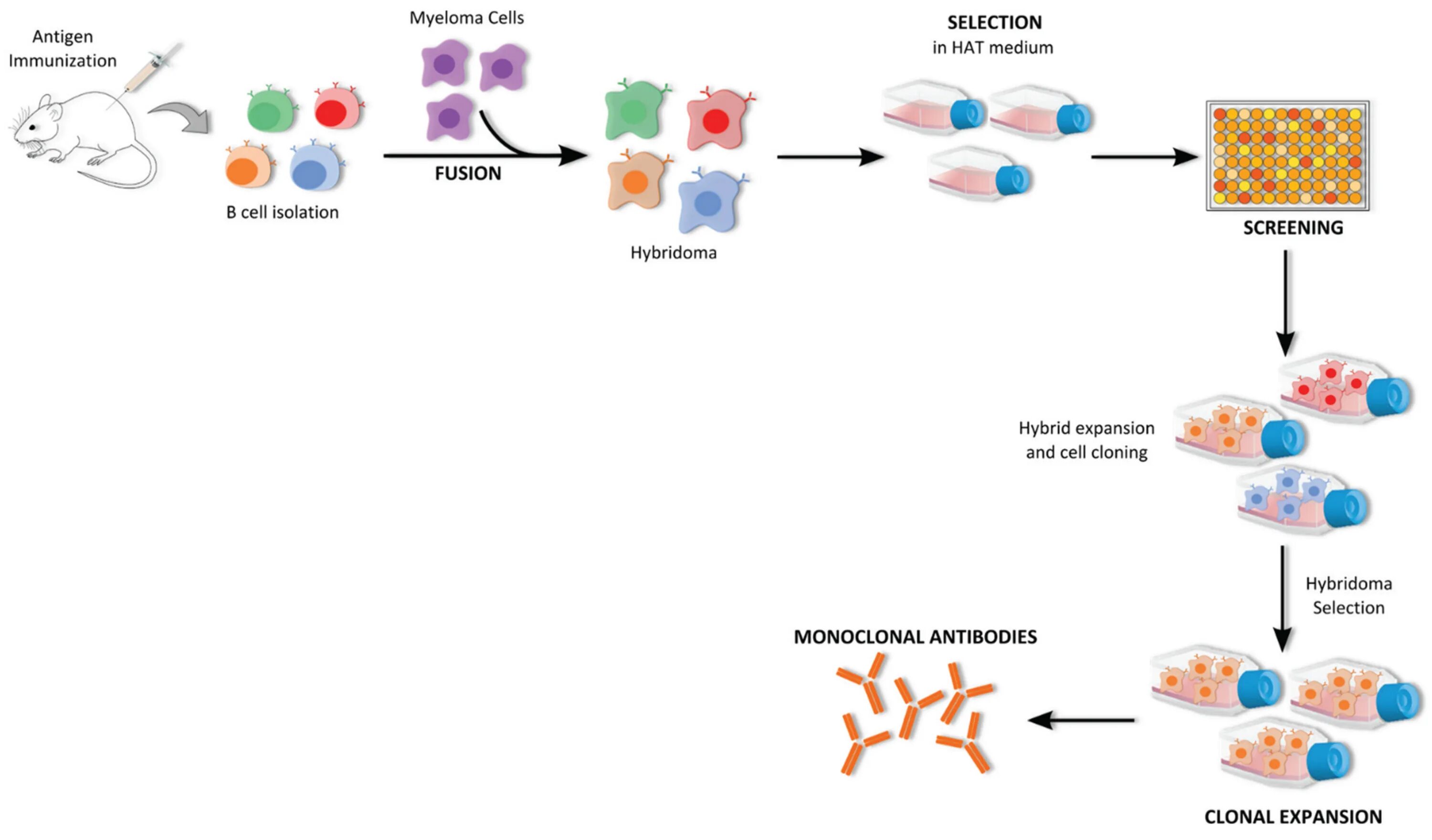 Гибридомы и моноклональные антитела. Гибридомные клетки. Этапы получения гибридом. Схема получения гибридом. Для гибридом используются