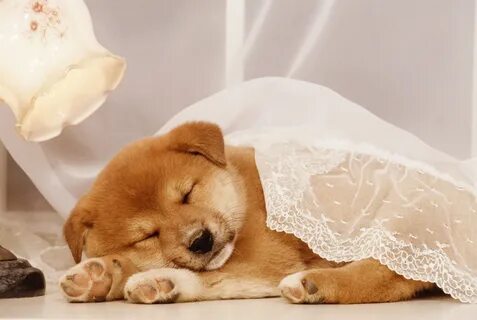 Helps dogday sleep