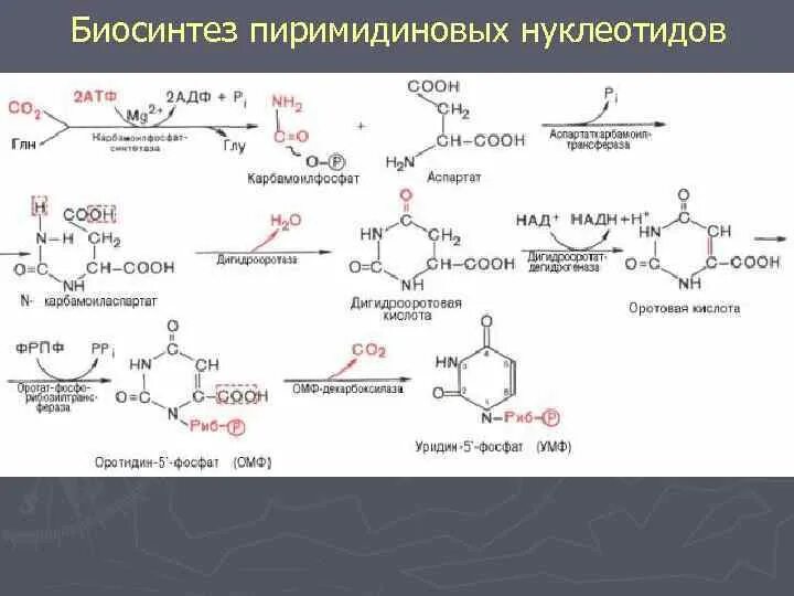 Распад пиримидиновых. Синтез пиримидиновых нуклеотидов. Синтез пиримидиновых нуклеотидов биохимия. Схема биосинтеза пиримидиновых нуклеотидов в тканях.. Синтез пиримидиновых нуклеотидов биохимия схема.